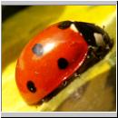 Coccinella septempunctata - Siebenpunkt 17.jpg